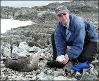 Giant petrel