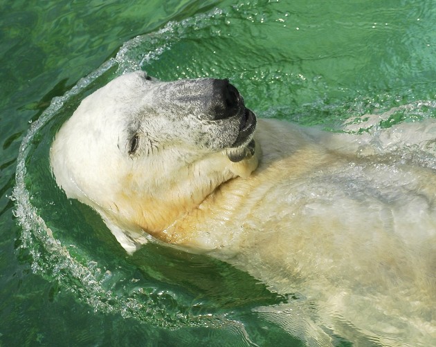 A polar bear swims on its back.