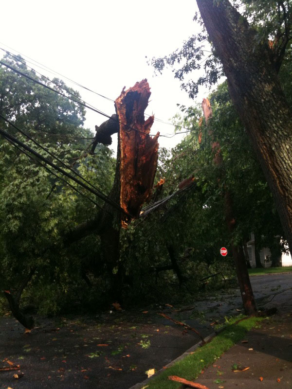 A tree was still smoldering after being struck by lightning in Newton. (John Davidow/WBUR)