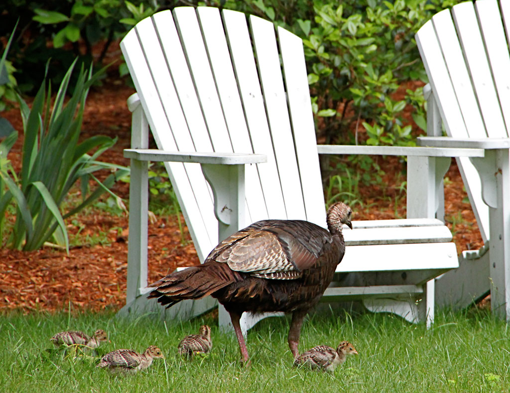 Turkeys are the new pigeons (mgstanton/Flickr)