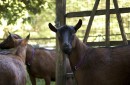 Goats at Carlisle Farm (Photo: Susanna Bolle)