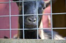A Male Goat Peeks Through the Fence (Photo: Susanna Bolle)