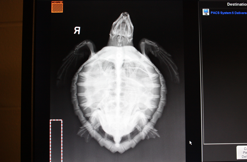 Turtle x-ray