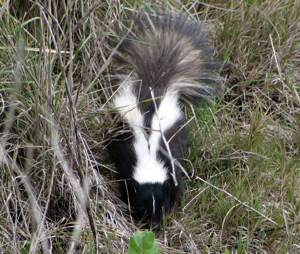 Kevin Collins-Striped skunk