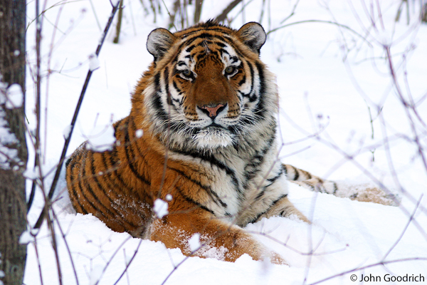 Amur tiger-Panthera