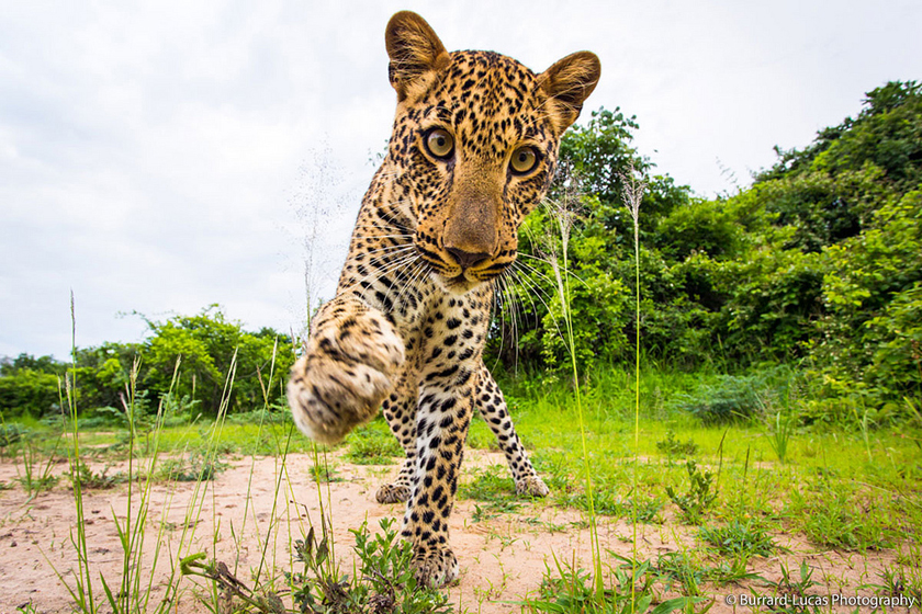 Burrard-Lucas leopard Zambia