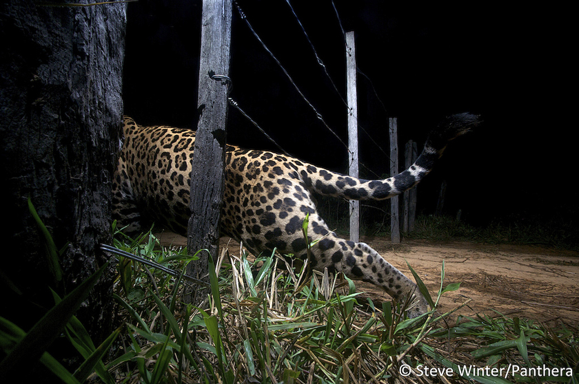 Cam trap jaguar-Steve Winter