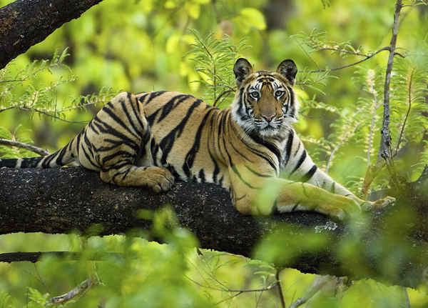 tiger tree India-Panthera