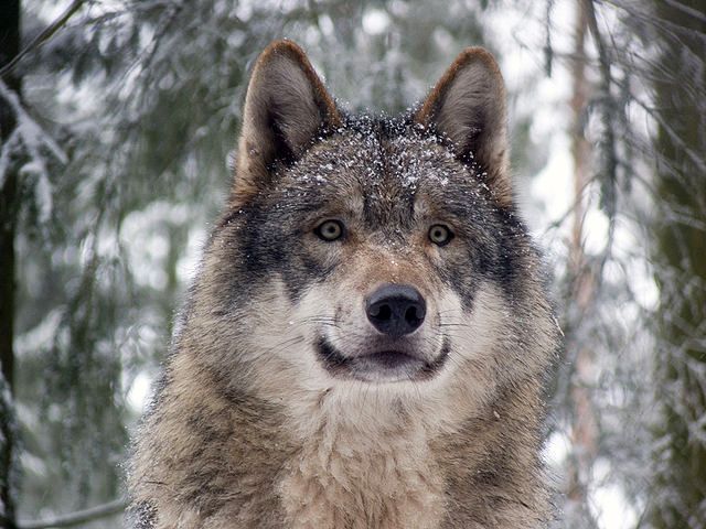 640px-Grey_wolf_P1130270