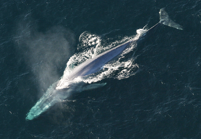 NOAA Blue Whale