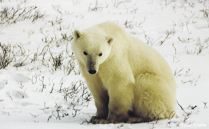 churchill polar bear2