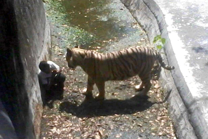 new delhi tiger attack