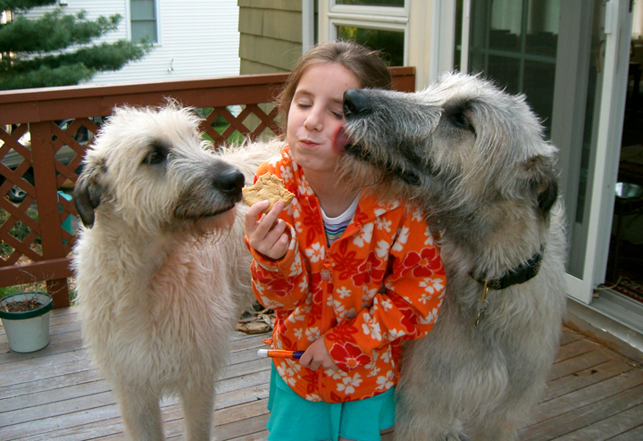 Giant breed-Irish Wolfhound