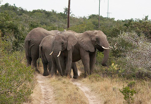 elephant star kichaka sharp