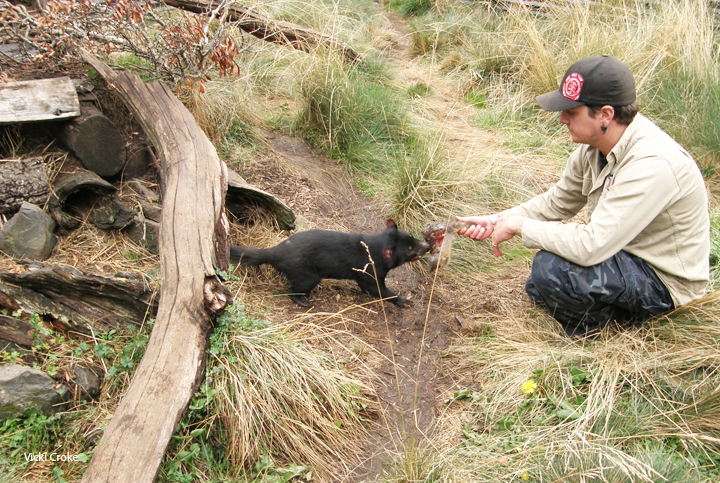 Tasmanian Devil feeding at Cradle Mountain