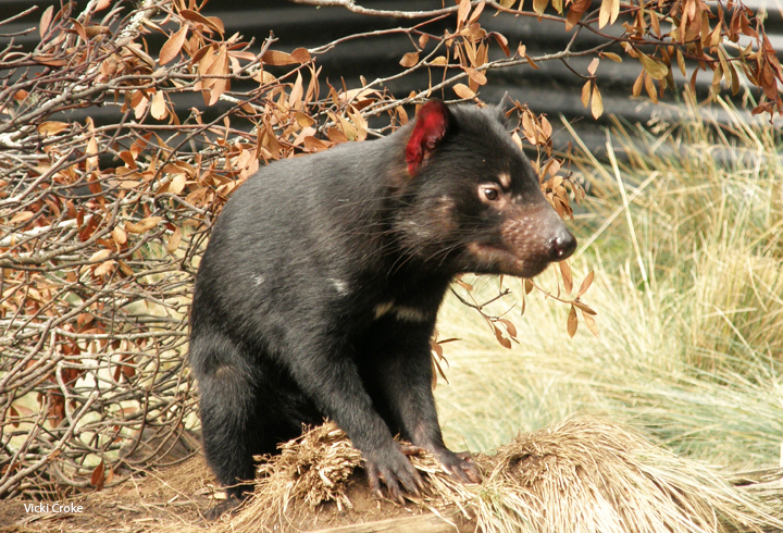 Tasmanian Devil at Cradle Mountain