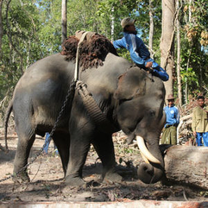 Myanmar Timber Elephant Project