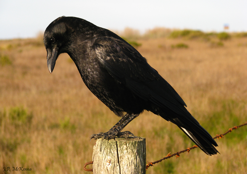 The Secrets Of Gift Giving Crows WBUR s The Wild Life