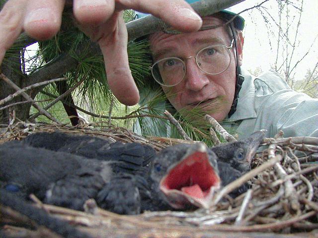 How to tame a crow