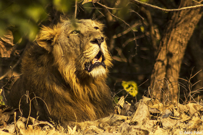 Why are India's lions increasingly swapping the jungle for the