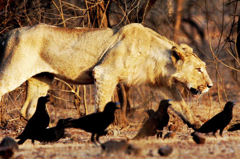 Secrets of a Lion's Roar, Science