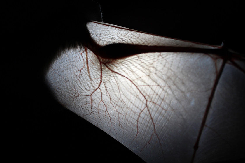 beautiful bat wing