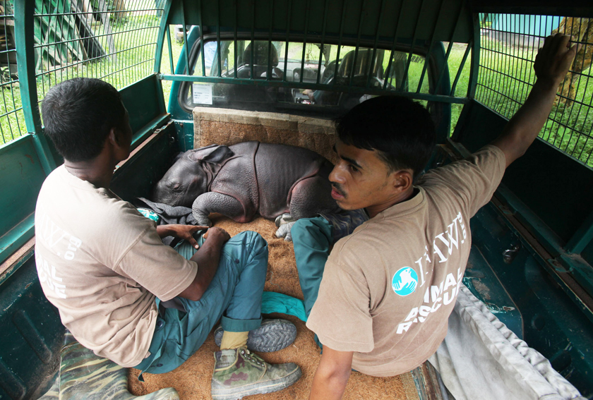 Male rhino calf rescue 05 copy