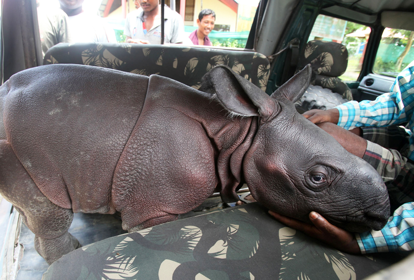 Male rhino calf rescue 06 copy