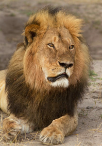 Cecil at age 11 back in 2013. Photo: Paul Funston/Panthera.