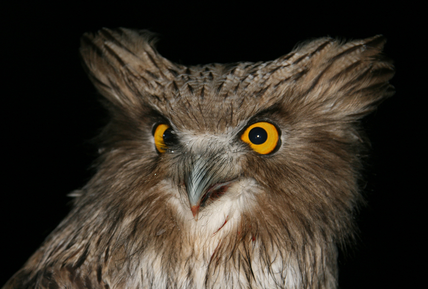 J Slaght-WCS Russia-Blakistons Fish Owl