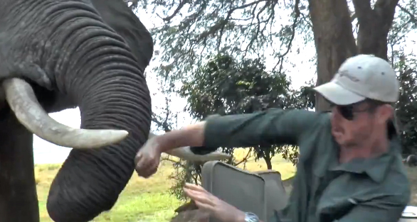 elephant attacks
