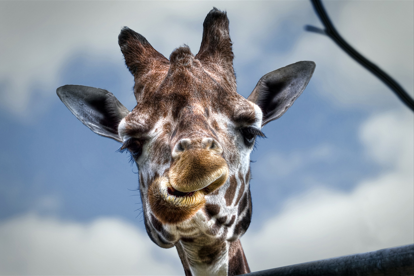 giraffe close-up-magnetismus-Wikimedia