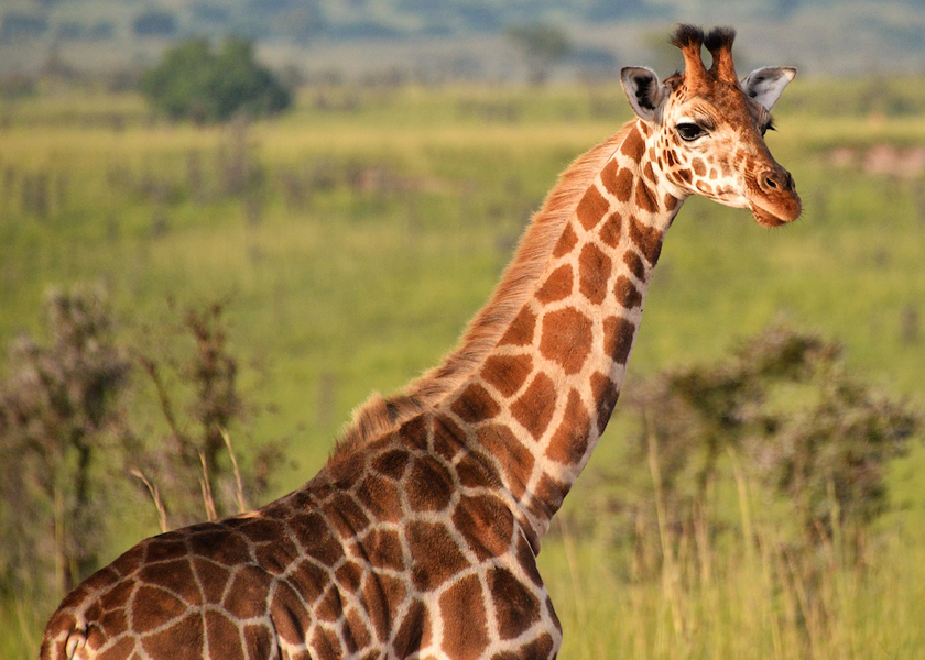 juvenile giraffe in Uganda-Rod Waddington