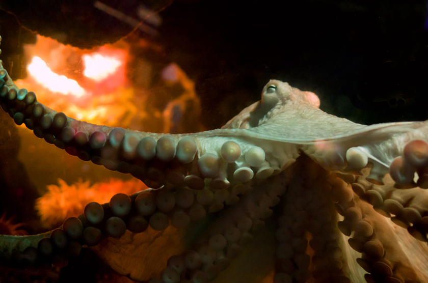 New England Aquarium-Elvira