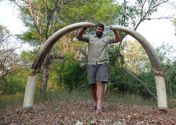 large tusks of slain elephant bull