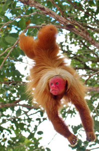 Red Uakari Monkey-Aaron Martin-Rainforest Trust