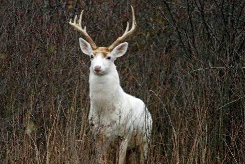 Photo: Dennis Money/Seneca White Deer Inc.