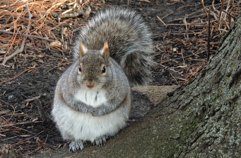 Fat Squirrel Pin By Valentina Solar On Squirrels In 2025 Animals Fat Squirrel Pin By Valentina Solar On Squirrels In 2025 Animals