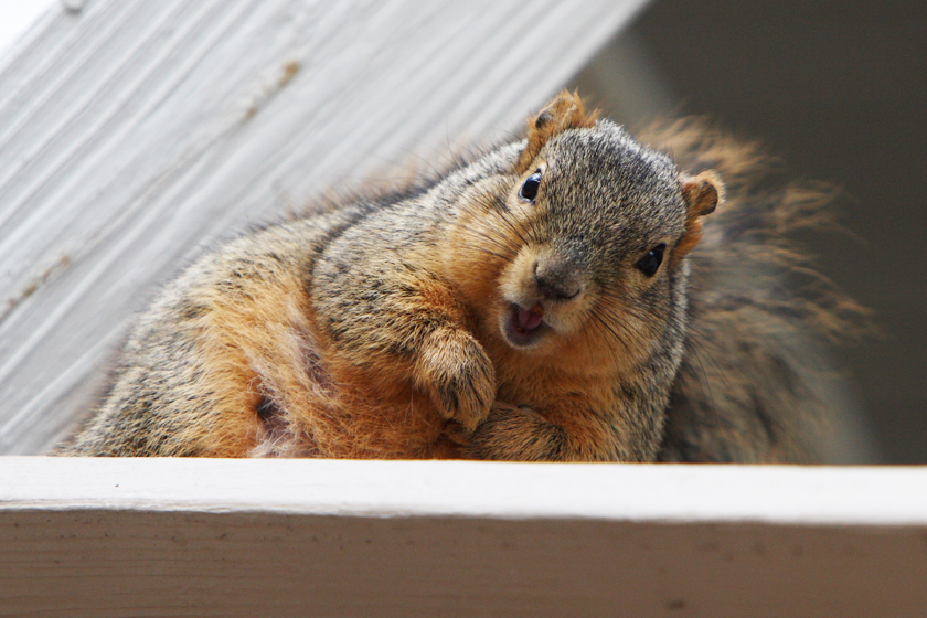 fat squirrel-Shane Gorski-Flickr