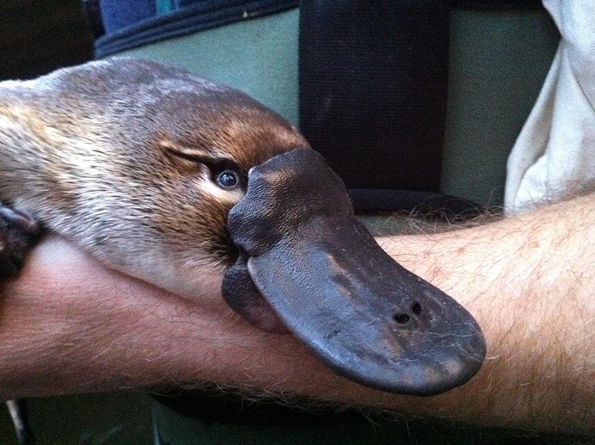 platypus feet gif