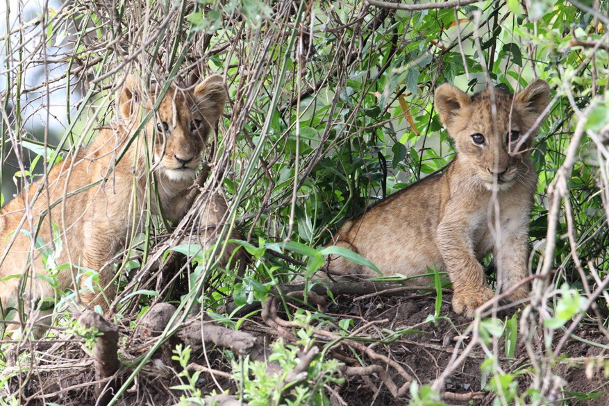 Akagera-National-Park-lion-cubs-Sean-Carter