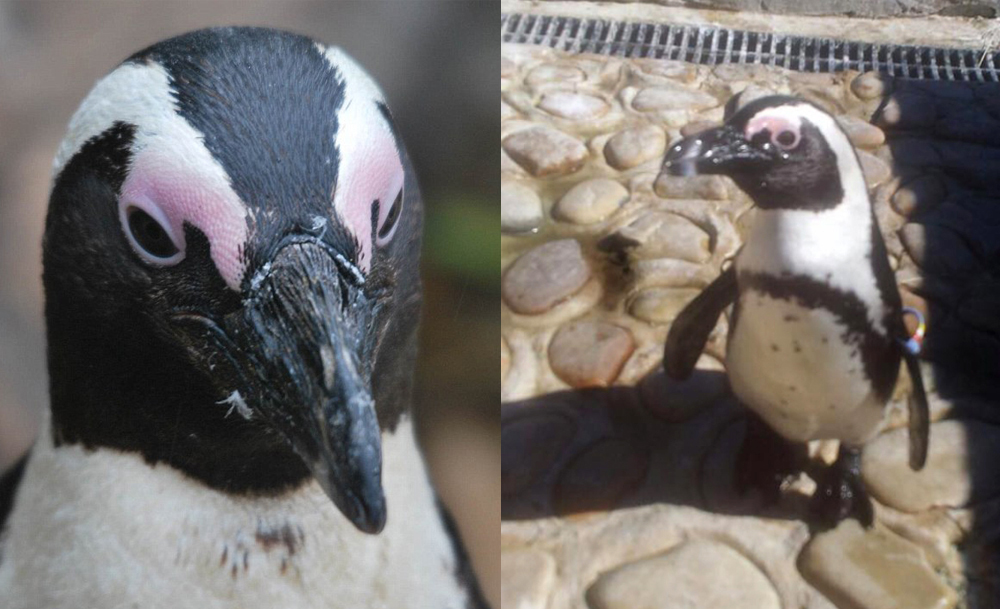 buddy-the-penguin