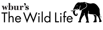 WBUR's The Wild Life