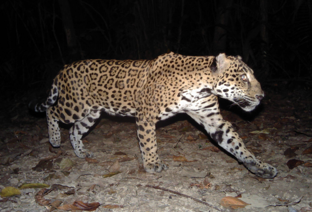 a-jaguar-passes-a-camera-panthera-ub-eri-belize-audubon-society