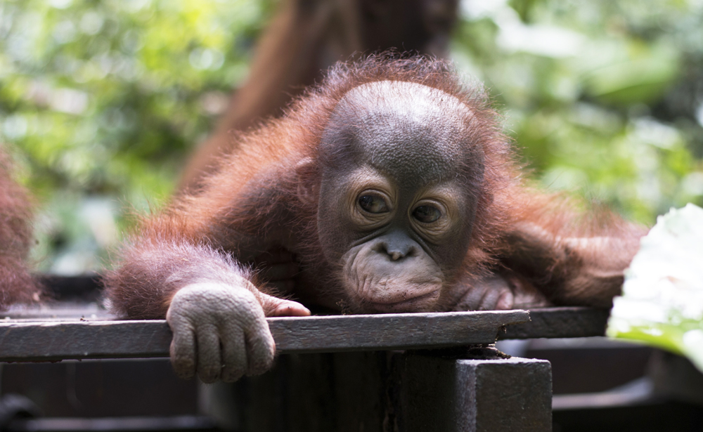 didik-at-orangutan-baby-school