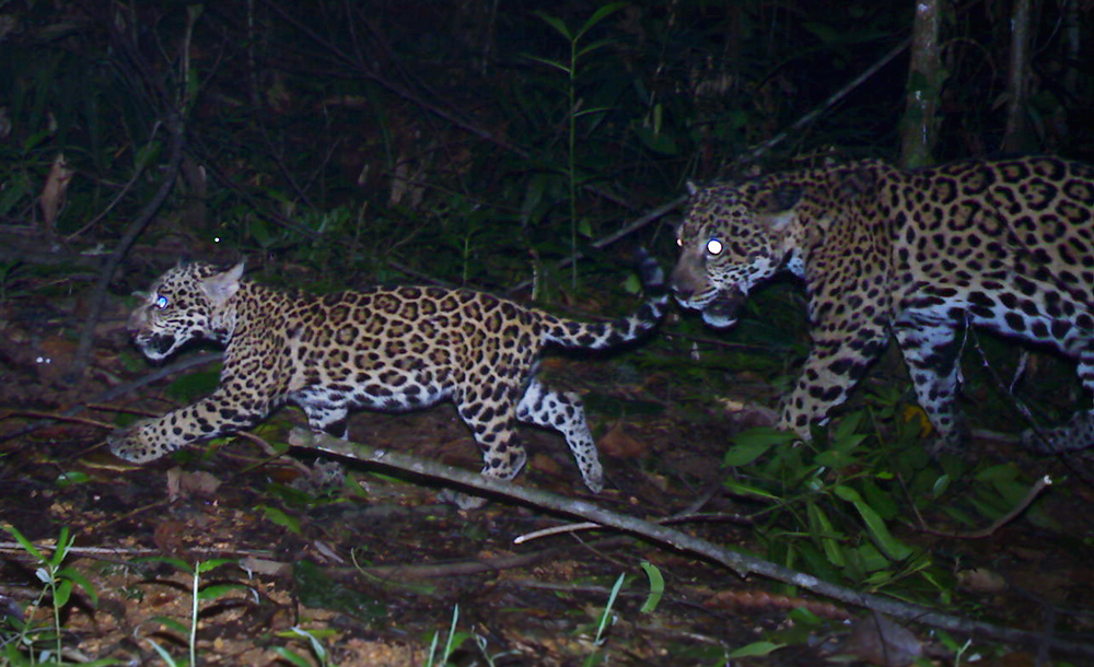 jaguar-mother-and-cub-belize-hurricane-panthera-ub-eri-belize-audubon-society