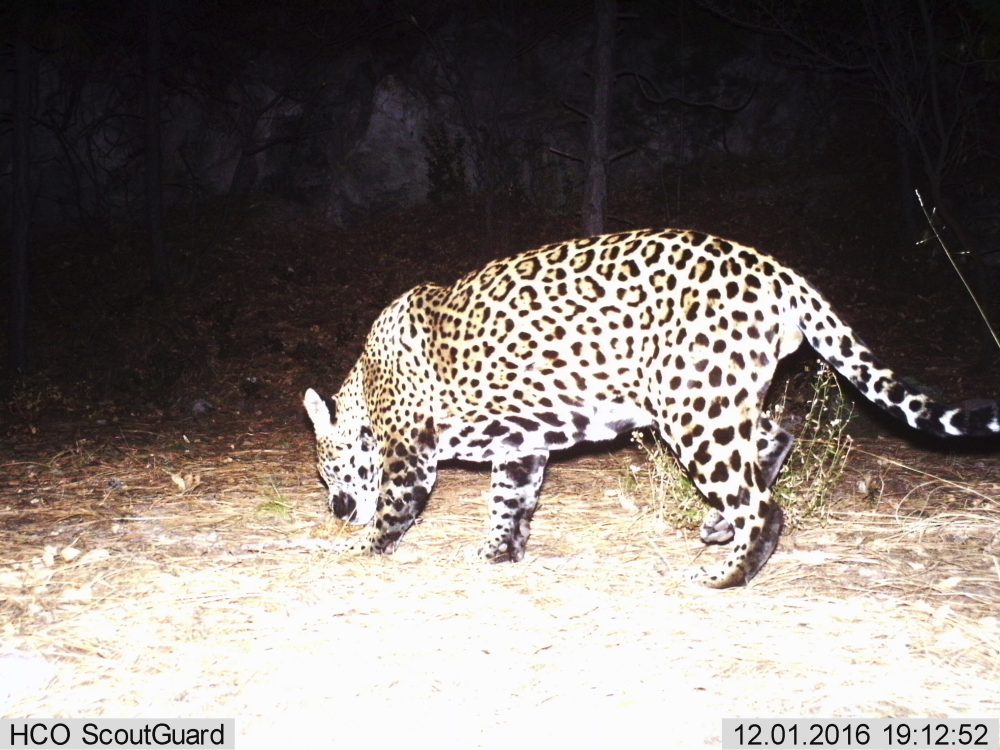 fort-huachuca-jaguar-ap