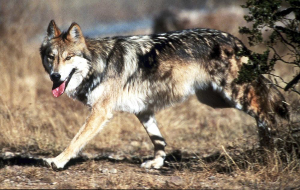 0207_mexican-wolf-1000x635