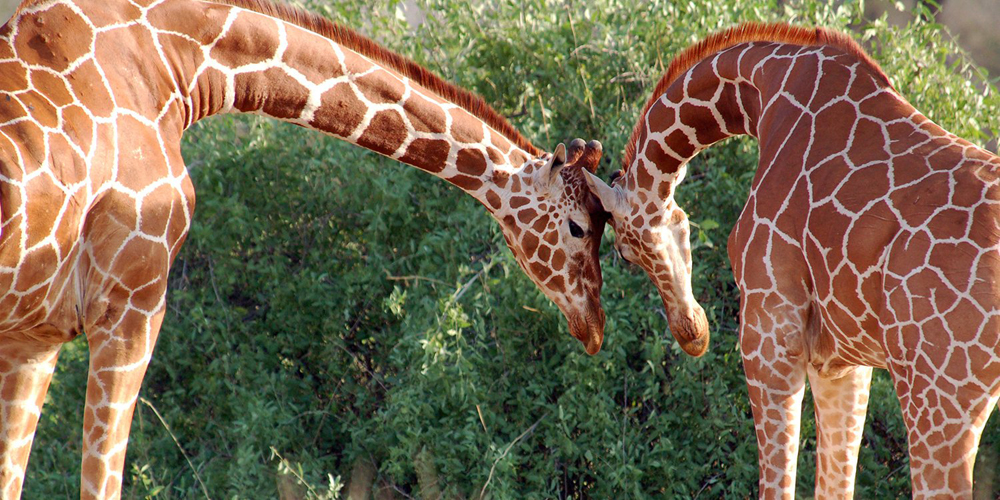 IFAW-giraffes