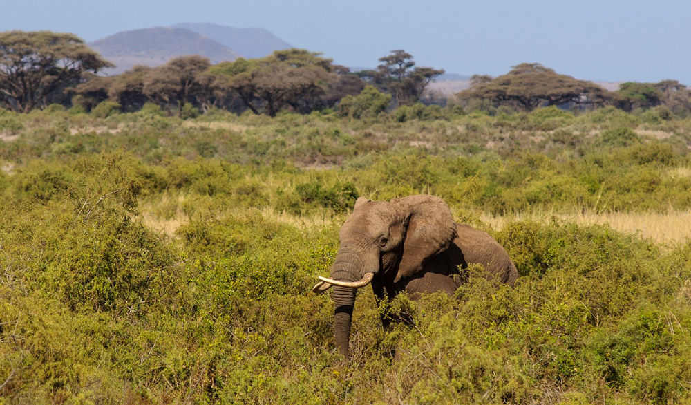 elephant Tim-Paul Obuna-WildlifeDirect